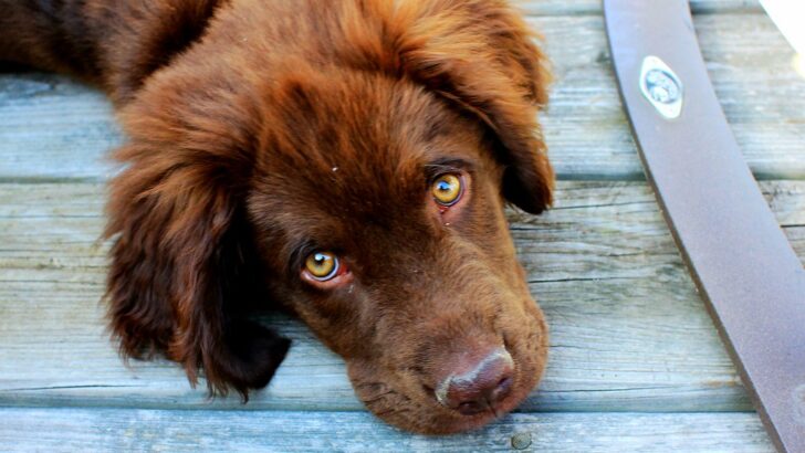 Vital Dog Health Signals Every Owner Should Track at Home