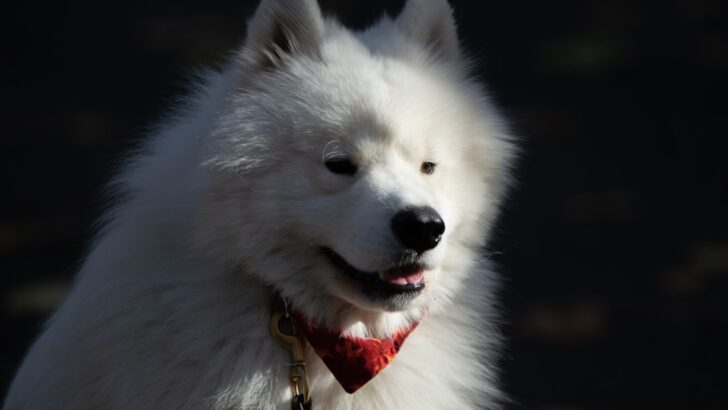 Why Ordinary Daily Moments Send Dogs Into Total Meltdown
