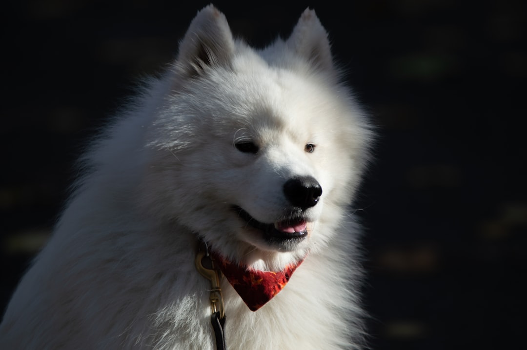 10 Totally Normal Things Your Dog Reacts to Like a Full-Blown Crisis