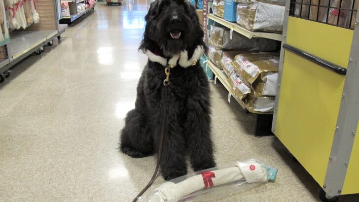What Every Dog Owner Needs to Know About Femur Bone Treats For Dogs