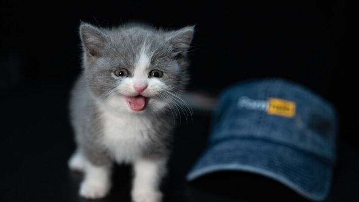 The Tiny Shelter Kitten That Ended Up Changing Lives