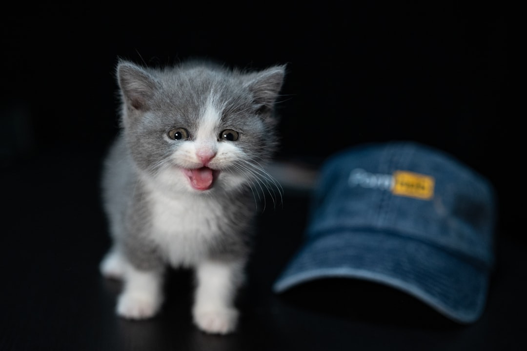 She Chose The Weakest Kitten In The Room — And Never Looked Back