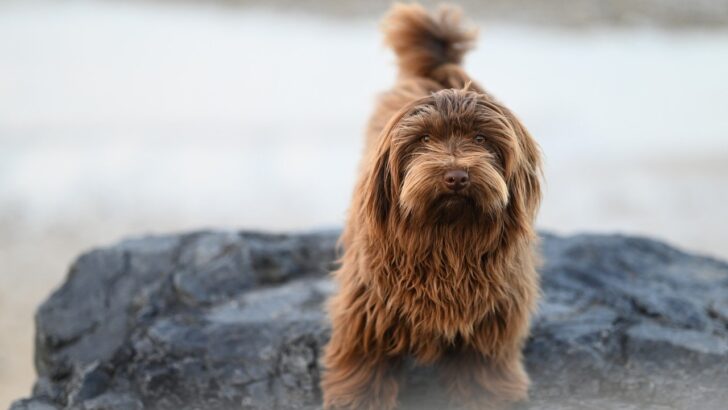 Finding Solace in Virtual Reality After Losing a Beloved Pet