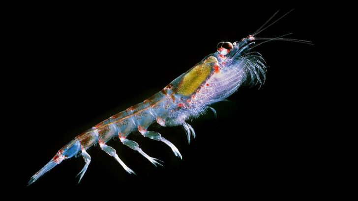 What Is Pushing Southern Ocean Krill Toward a Breaking Point