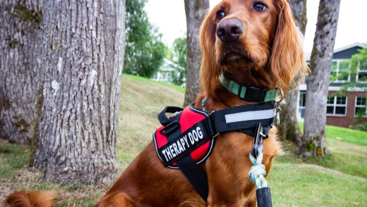 The Stray Dog Who Found New Purpose as A Therapy Star