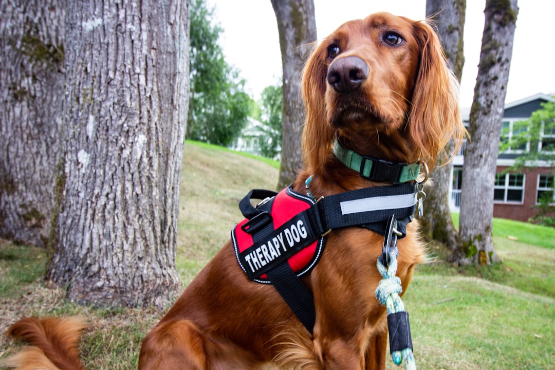 Terrified Neighborhood Stray Grew Into A Therapy Dog Changing Lives