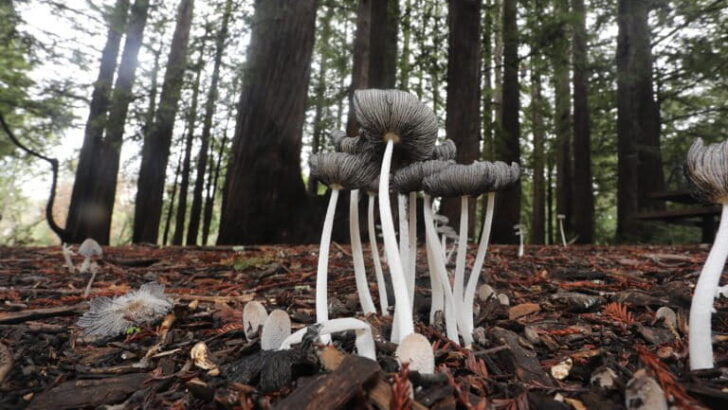 California Races to Document Its Species as the Environment Shifts