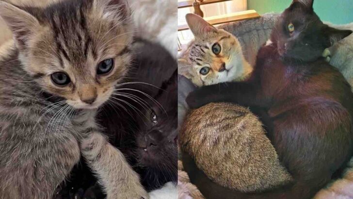 How Two Inseparable Kittens Survived and Healed Together