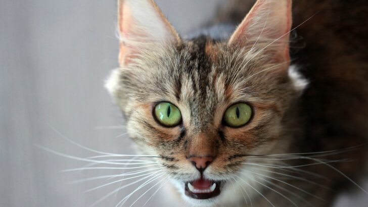 Understanding the Possible Complications of Cat Sterilization