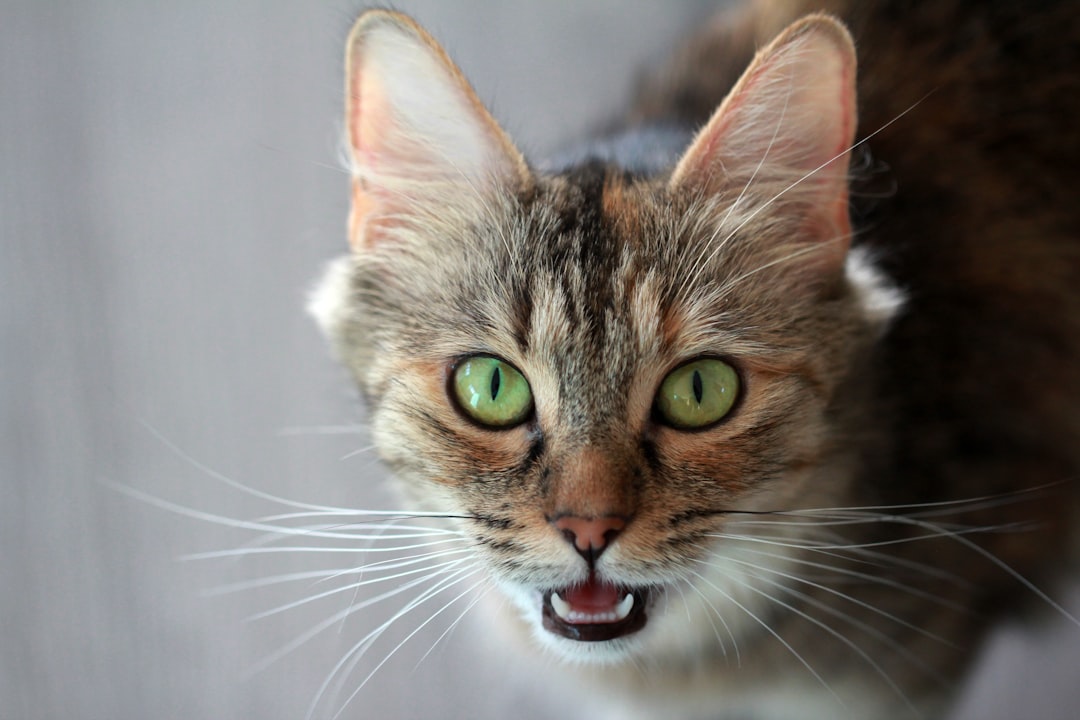 Spay/Neuter Complications in Cats: What Vets Want You to Know