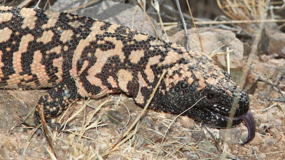 What US Desert Animal Are You According to Your Zodiac Sign