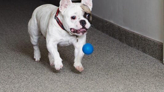 10 Adorable and Patient Dog Breeds That Make Excellent Companions for Seniors