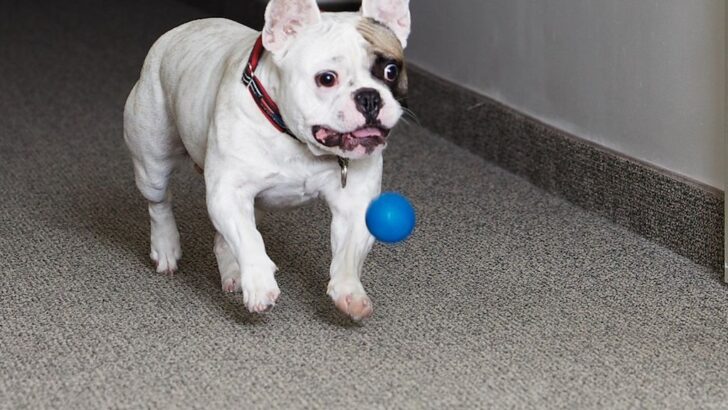 10 Adorable and Patient Dog Breeds That Make Excellent Companions for Seniors