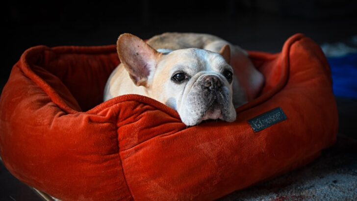 Expert Opinion On The Key Benefits of Memory Foam Dog Beds for Aging Canines