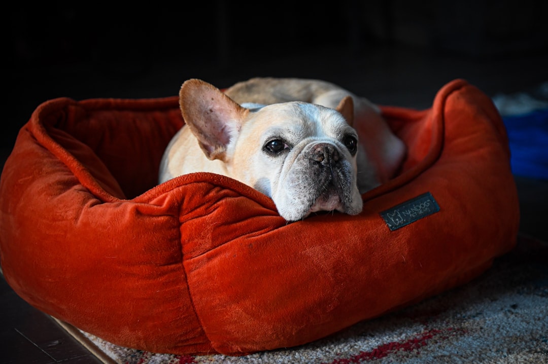 Why Memory Foam Dog Beds Transform Senior Pet Sleep Quality