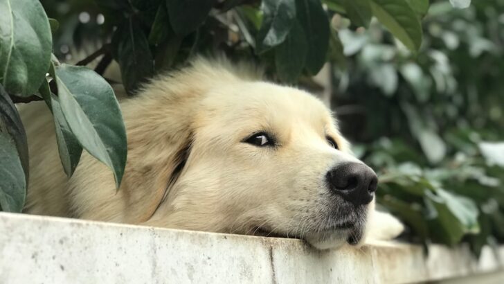 Overcoming Canine Separation Anxiety, According To Experts
