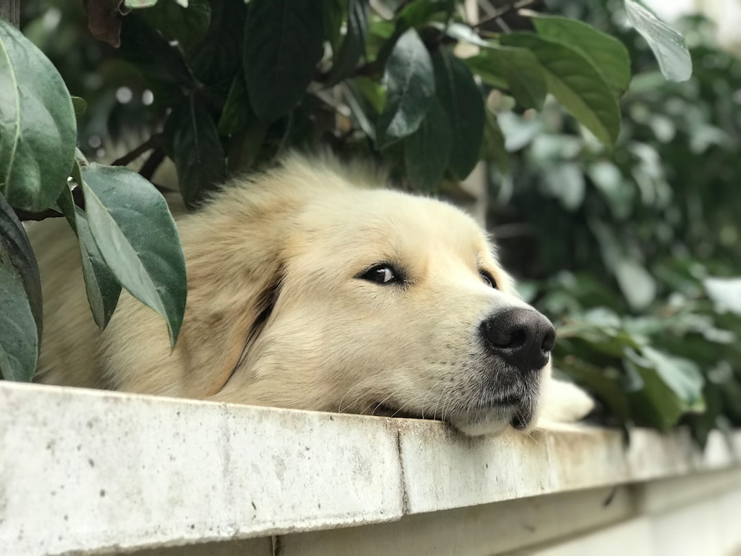 Separation Anxiety: How to Help Dogs Who Hate to Be Alone with Malena DeMartini