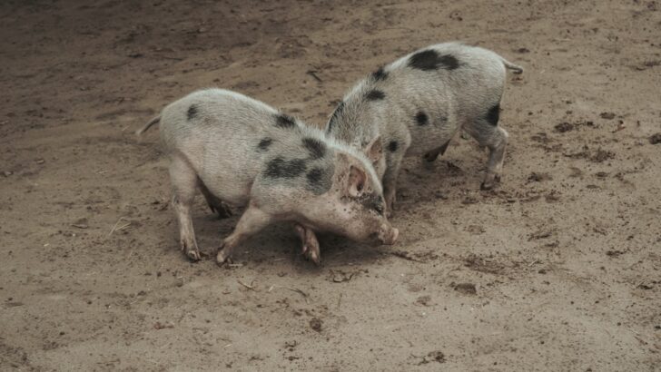 Mischievous Pigs Pull Off Chicken Grain Theft and Break the Internet