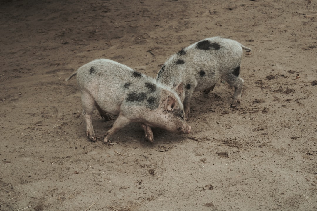 Pigs Get Caught Stealing Chicken Feed And Bolt Like Guilty Kids