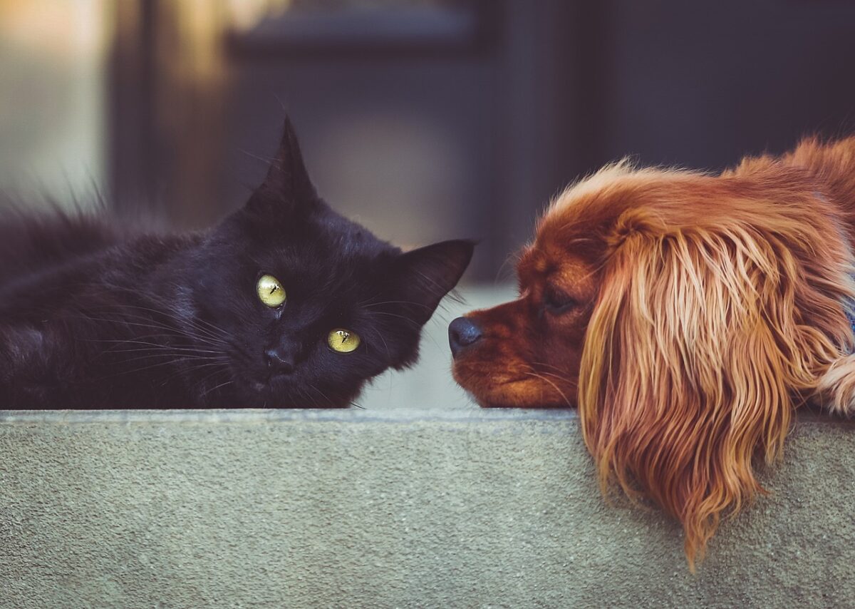 What to Do If You Find a Lump on Your Dog or Cat?
