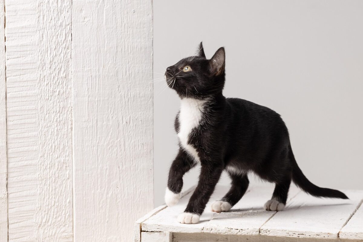 Family Swears They Didn’t Want This Cat — Then Henry Won Them Over