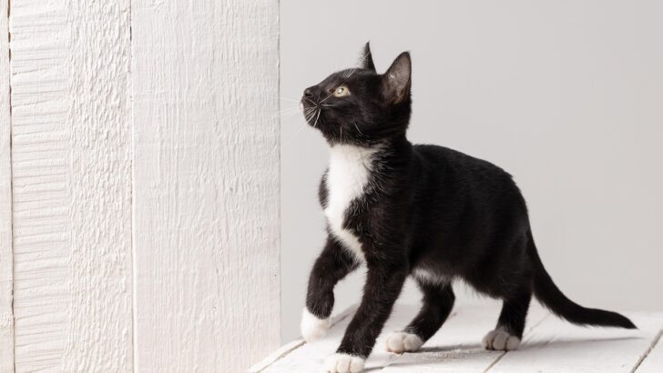 How a Rescue Cat Captured a Grieving Family’s Heart