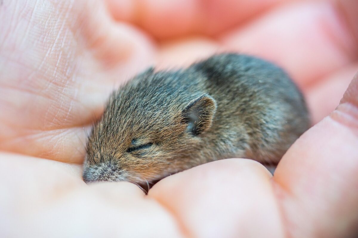 Firefighters Pull Charred Cage From Burning Home And Find Tiny Mouse Alive