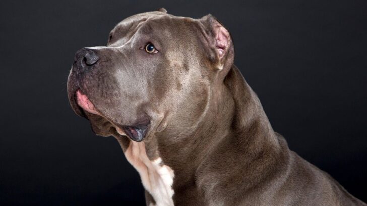 Dog Tied to a Trailer For Months Now Joyfully Leaps with New Pittie Brother