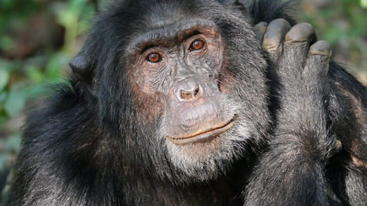 African Primates Face Growing Peril as Global Wildlife Trade Expands