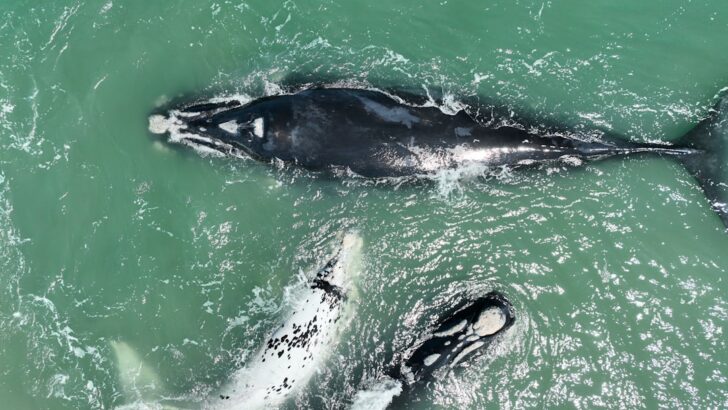 Hope Surfaces as Rare North Atlantic Right Whales Record More Births in 2026