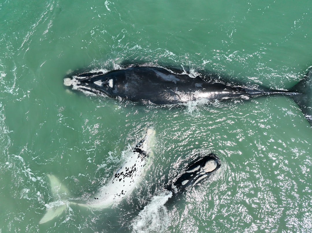North Atlantic right whale birth rate is up but extinction still looms