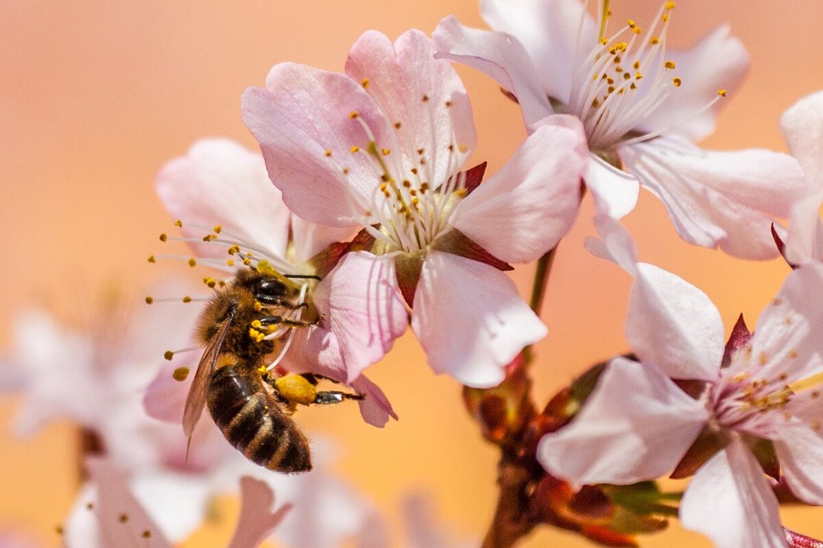 Amazonian municipalities grant the right to bee