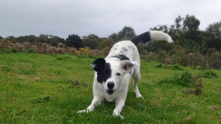 Your Dog’s Oddest Habits Are Actually Signs of These Deep Emotions