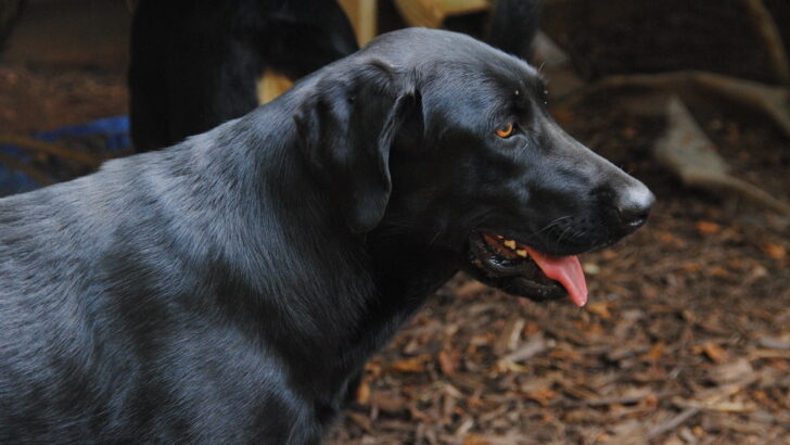 What Your Dog&rsquo;s Tummy Noises Are Really Trying to Tell You