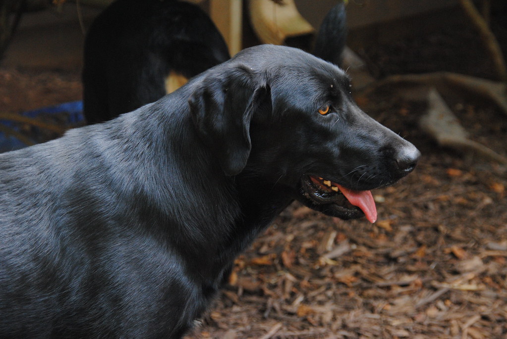 Dog Stomach Noises: When Gurgling Means Trouble