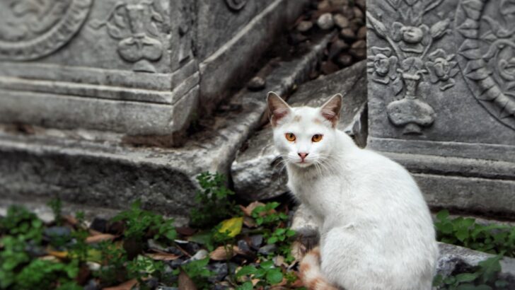 A Gentle Stray Cat Brings Unexpected Comfort to a Family in Mourning