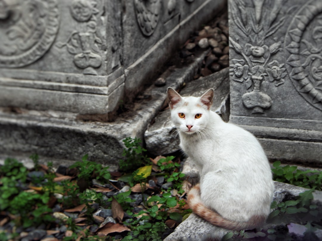 Mourning Family Visiting Cat’s Grave Finds Comfort From Unexpected Feline Visitor