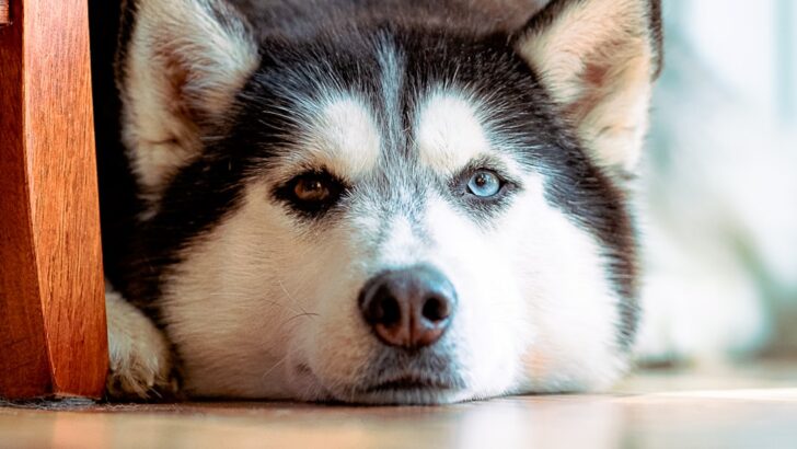 How a Husky&rsquo;s &lsquo;Aroo&rsquo; Became a Sound of Healing for a Broken Family