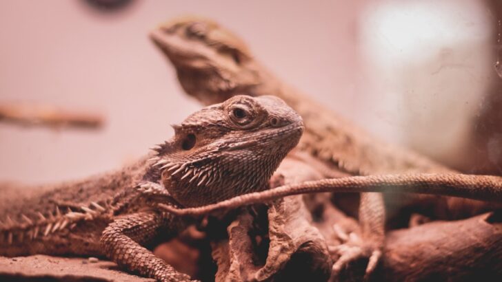 How to Use Reptile Heat Lamps Safely Without Risking Your Pet