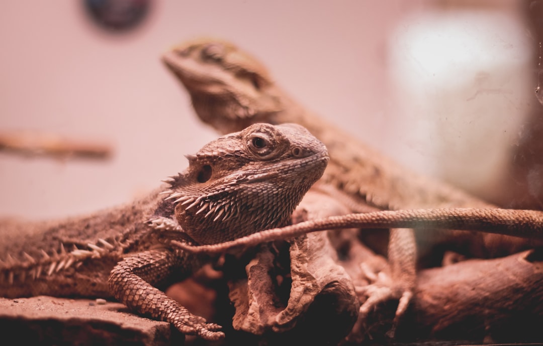 Essential Reptile Heat Lamp Safety Tips for New Pet Owners