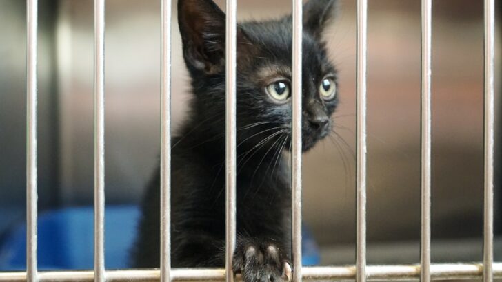 ASPCA&rsquo;s $40,000 Boost Empowers Homeward Pet&rsquo;s Adoption Network