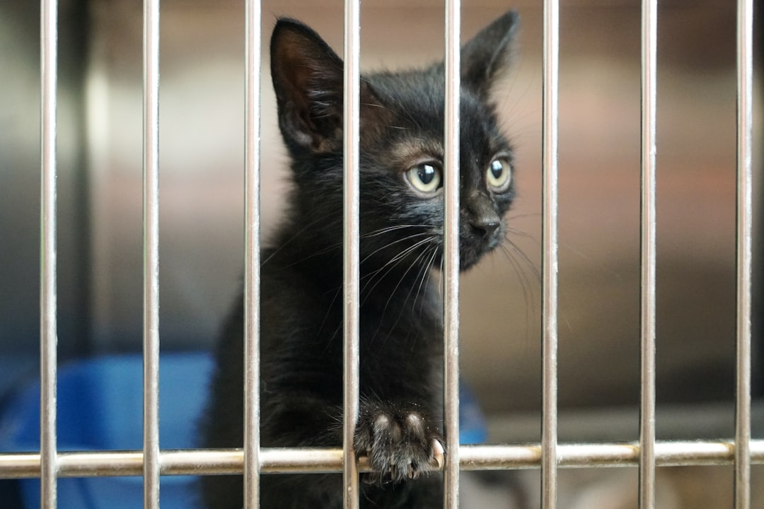Homeward Pet Adoption Center Receives $40,000 ASPCA Grant to Strengthen Foster Program and Save More Lives