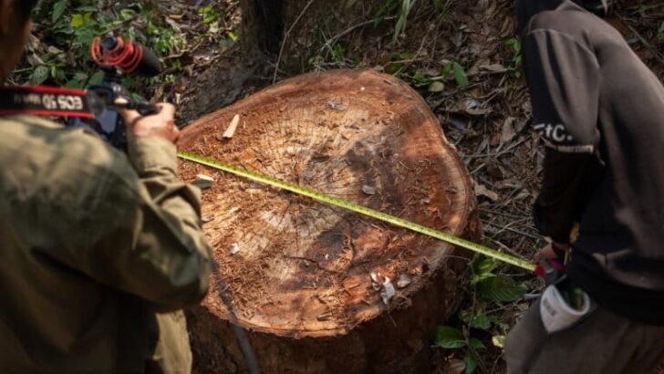 Environmental Crimes Step into the Spotlight of International Diplomacy