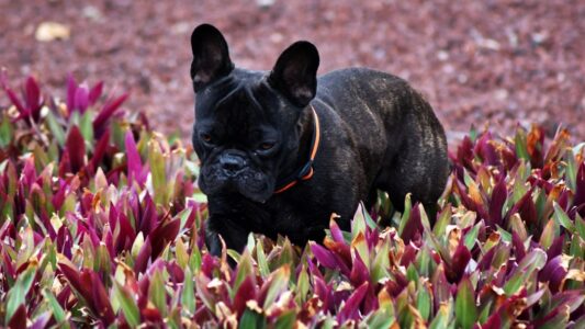 10 Gentle Dog Breeds for Seniors Aging in California