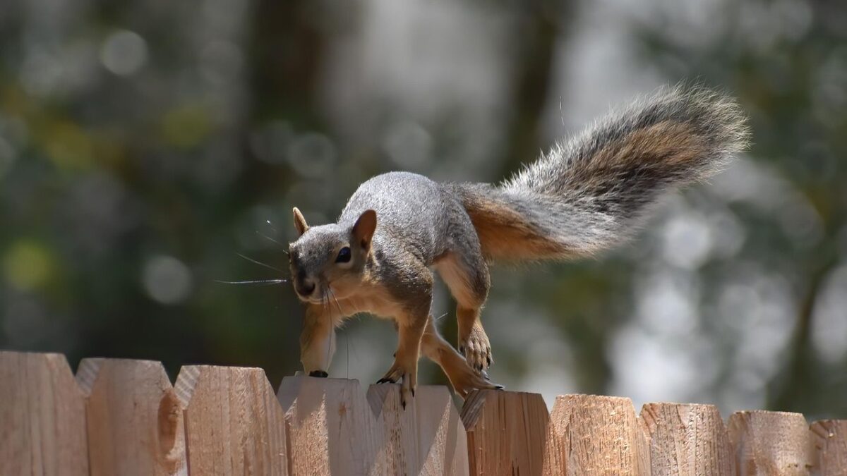 The Secret Life Of Backyard Squirrels Revealed