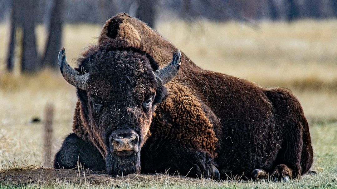 Why Did North Dakota's Bison Vanish