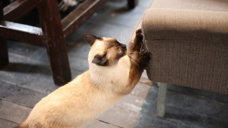 Vet-Approved Tips to Prevent Cats from Scratching Furniture