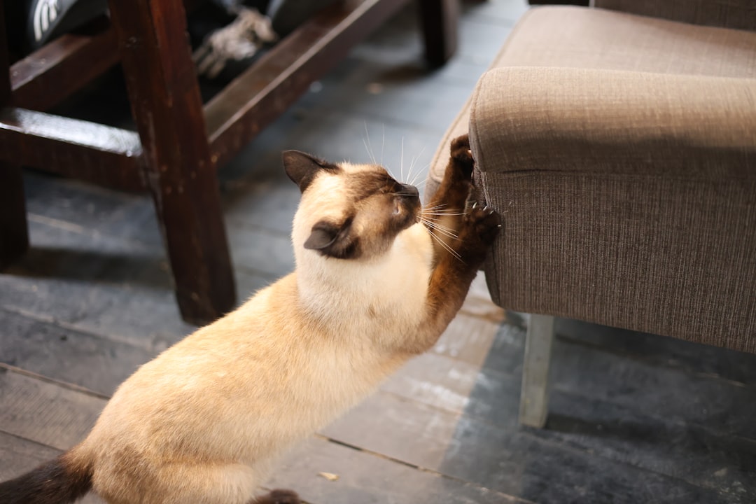 How to Stop Cats From Scratching Furniture Fast With Vet Tips