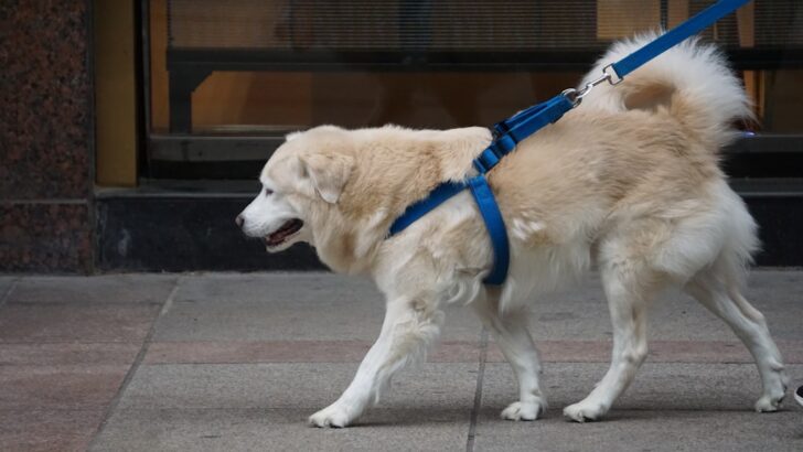 Essential Guide to Sizing and Fitting Your Dog&rsquo;s Harness for Safe Walks