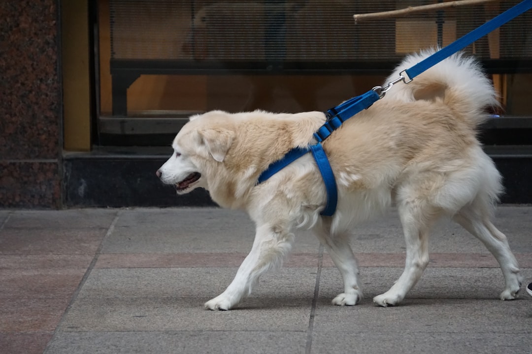 Ultimate Guide to Fitting and Sizing Your Dog's Harness